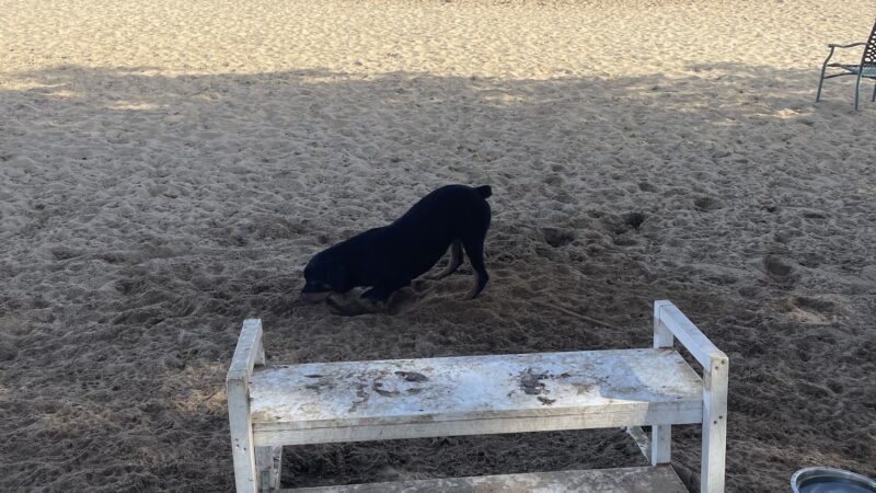Schoonover Dog Park - Marina, CA