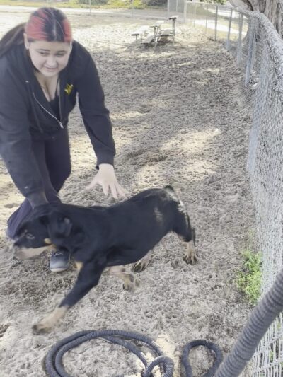 Schoonover Dog Park - Marina, CA
