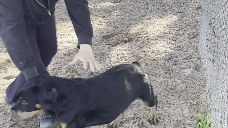 Schoonover Dog Park - Marina, CA