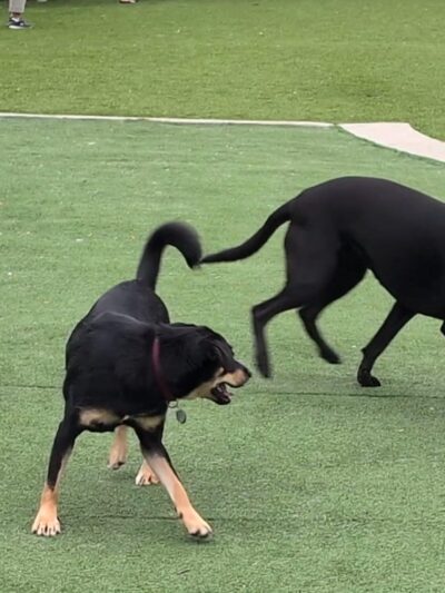Bill Rosendahl Del Rey Park - Marina Del Rey, CA