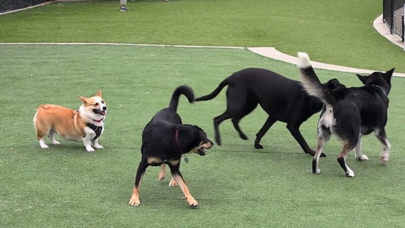 Bill Rosendahl Del Rey Park - Marina Del Rey, CA