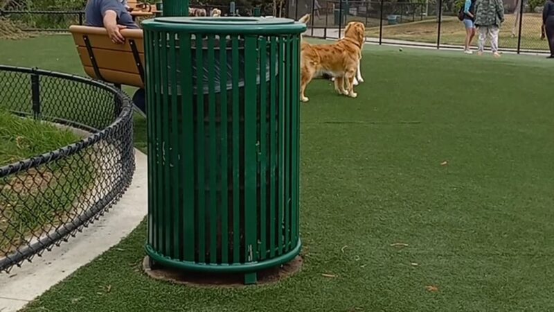 Glen Alla Dog Park - Marina Del Rey, CA