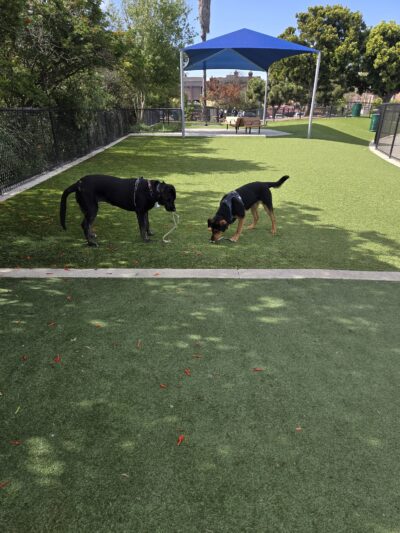 Glen Alla Dog Park - Marina Del Rey, CA