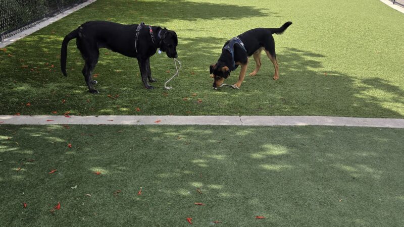 Glen Alla Dog Park - Marina Del Rey, CA