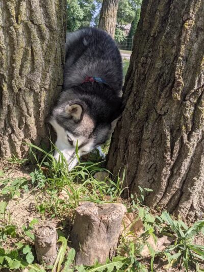 Pawadise Park - Marion, IN