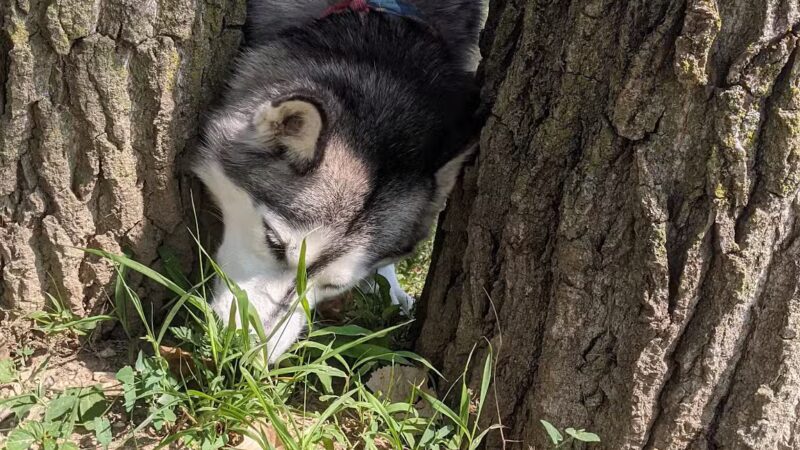 Pawadise Park - Marion, IN