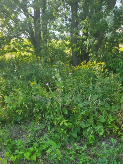 Cedar Valley Nature Trail - Marion, IA