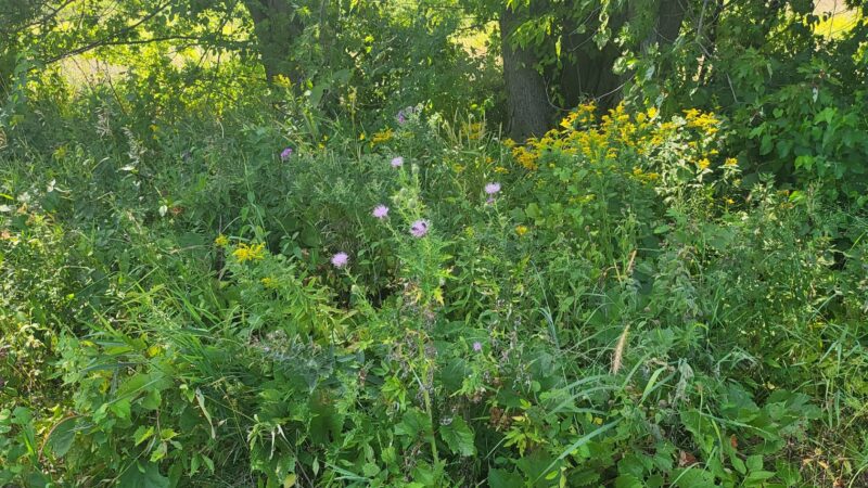 Cedar Valley Nature Trail - Marion, IA