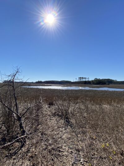 William B. Cummings Birding And Wildlife Trail - Marionville, VA