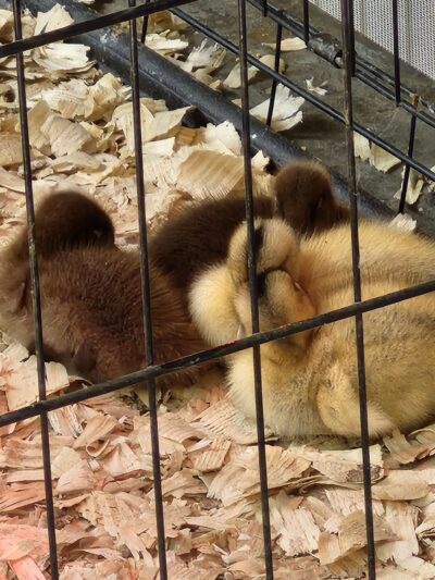 Marshville Municipal Park - Marshville, NC