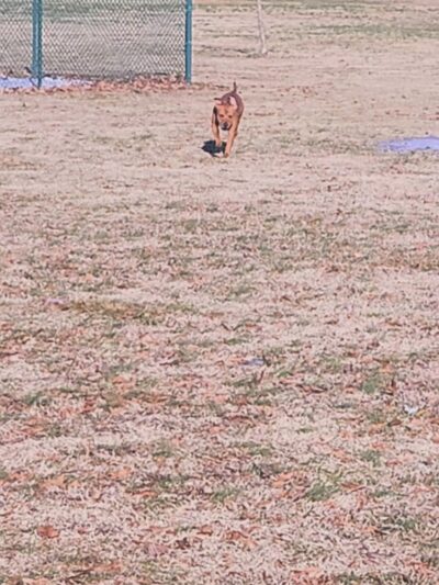 City of Martin Dog Park - Martin, TN