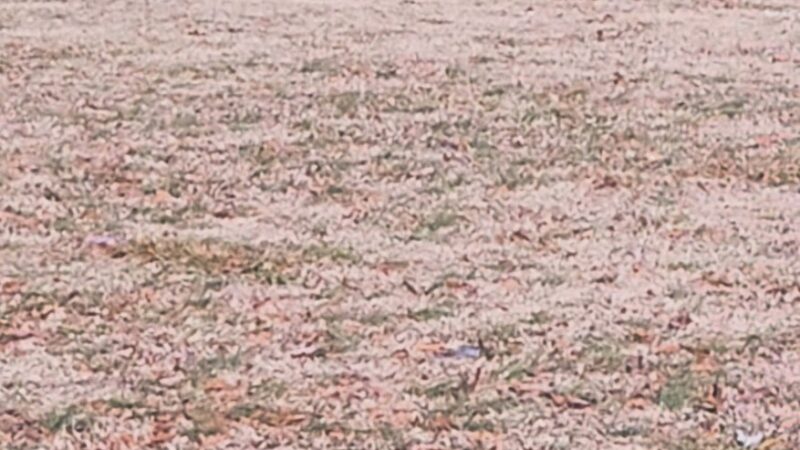 City of Martin Dog Park - Martin, TN