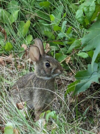 Track Edge Trail (Freneau Woods Park) - Matawan, NJ