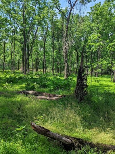 Track Edge Trail (Freneau Woods Park) - Matawan, NJ