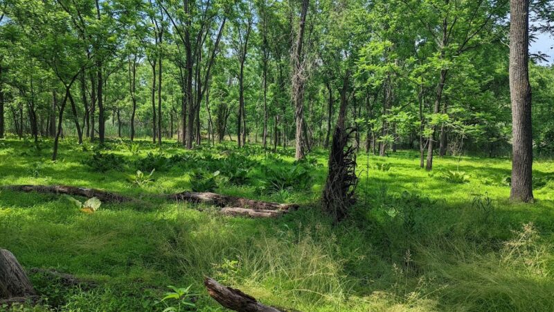 Track Edge Trail (Freneau Woods Park) - Matawan, NJ