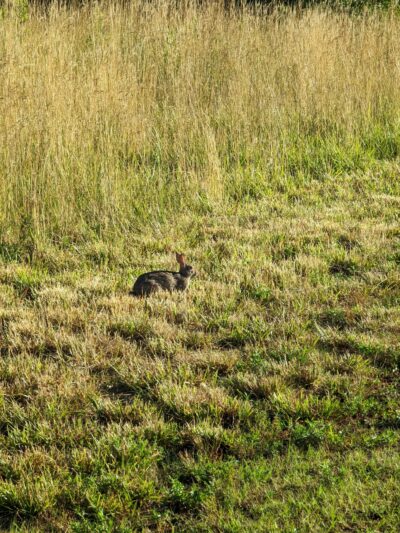 Track Edge Trail (Freneau Woods Park) - Matawan, NJ