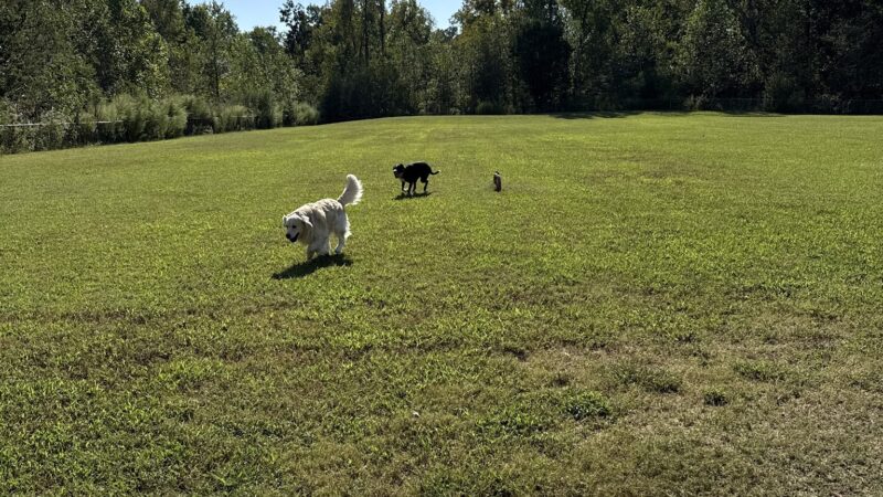 Clover Dog Park - Matthews, NC