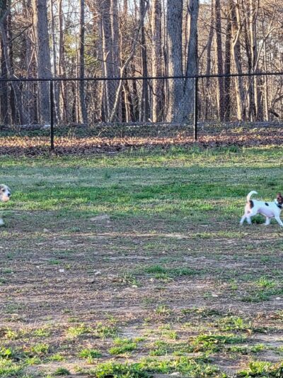 Purser-Hulsey Park - Dog Park Entrance - Matthews, NC