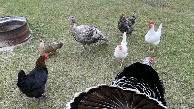 Green Acres RV Park Florida LLC - McAlpin, FL