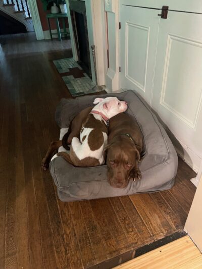 H-D Interactions Dog Training Co. - McDonald, PA