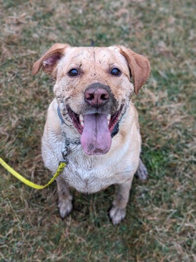 H-D Interactions Dog Training Co. - McDonald, PA