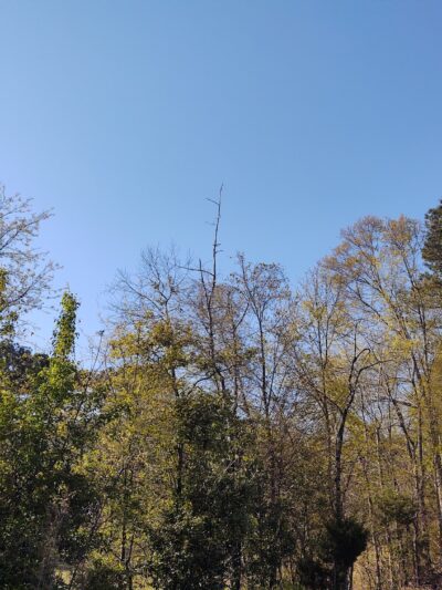 Alexander Park West - McDonough, GA