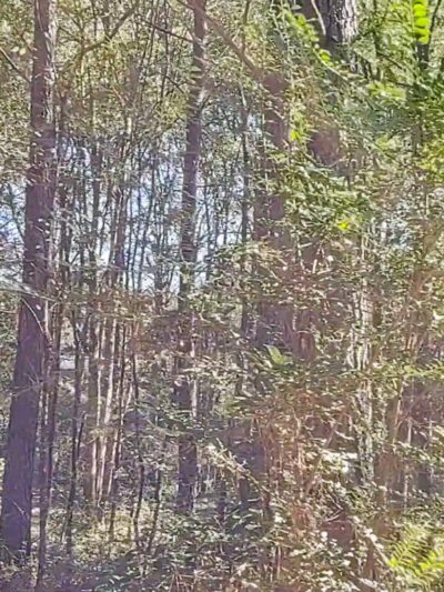 Alexander Park West - McDonough, GA