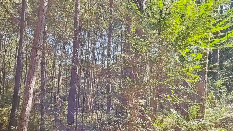 Alexander Park West - McDonough, GA