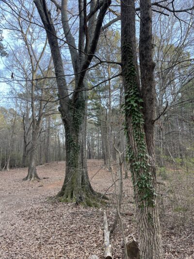 Alexander Park West - McDonough, GA