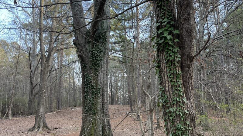 Alexander Park West - McDonough, GA