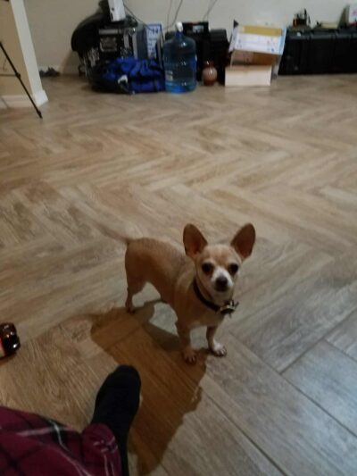 Torrance County Animal Shelter - McIntosh, NM