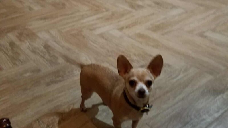 Torrance County Animal Shelter - McIntosh, NM