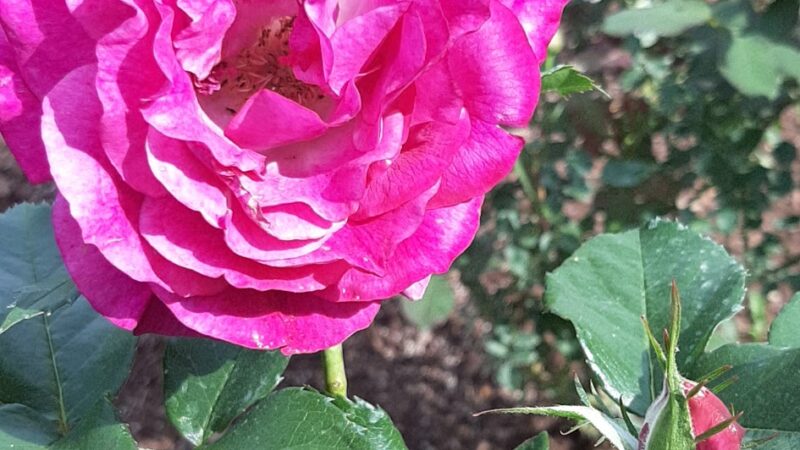 Renziehausen Park - McKeesport, PA