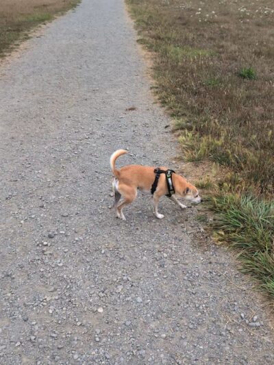 McKinleyville dog park - McKinleyville, CA