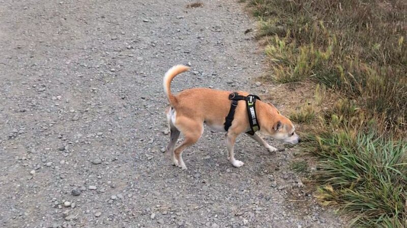 McKinleyville dog park - McKinleyville, CA