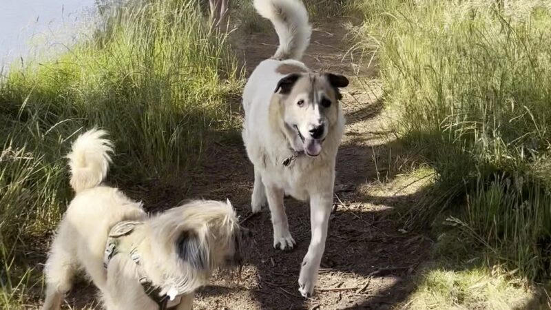 McKinleyville dog park - McKinleyville, CA