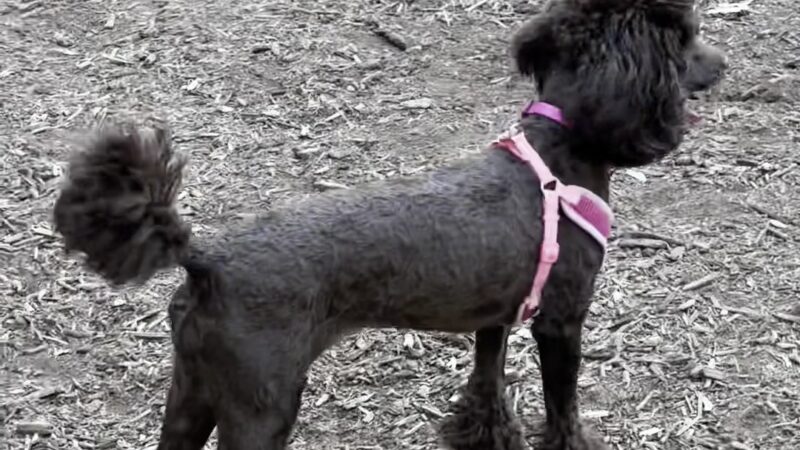 Bonnie Wenk Park Dog Park - McKinney, TX
