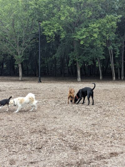 Bonnie Wenk Park Dog Park - McKinney, TX