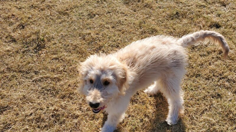 Old Joe dog Park - McKinney, TX
