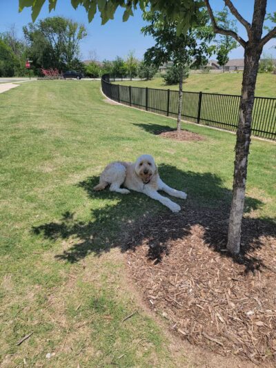 Old Joe dog Park - McKinney, TX