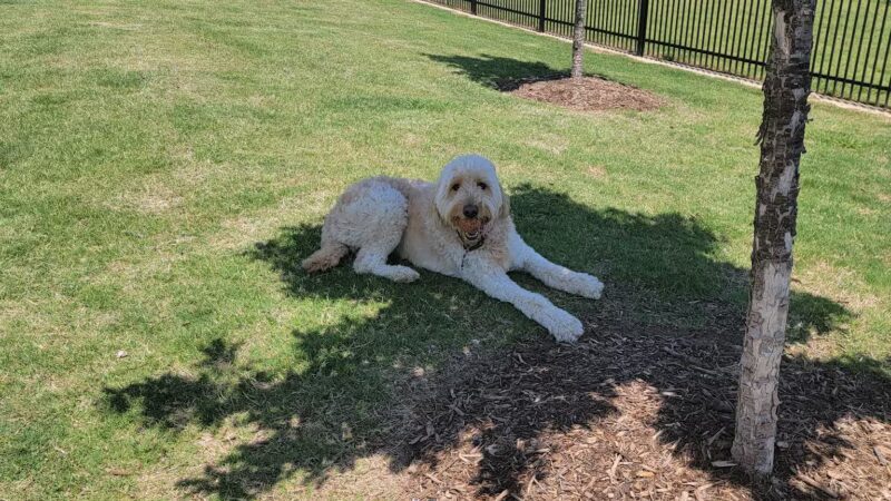 Old Joe dog Park - McKinney, TX