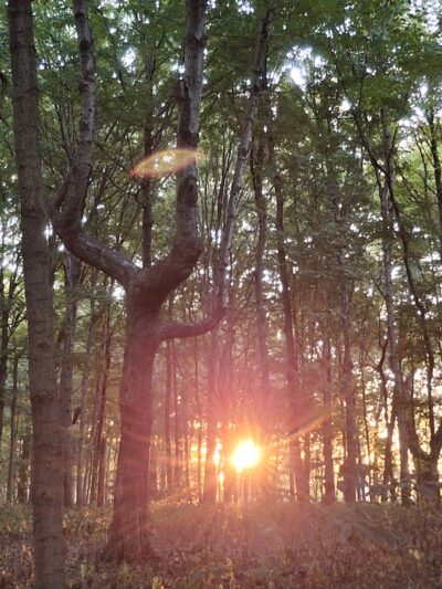 Funks Grove Nature Preserve - McLean, IL