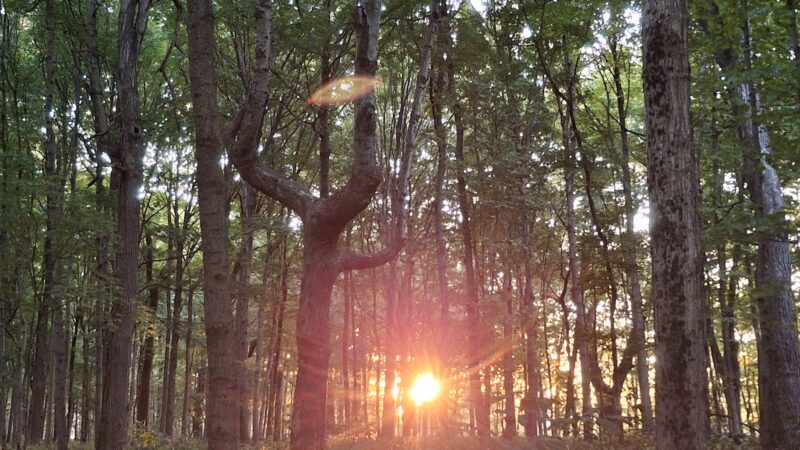 Funks Grove Nature Preserve - McLean, IL