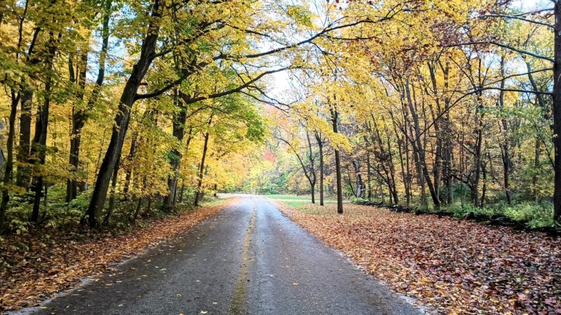 Funks Grove Nature Preserve - McLean, IL