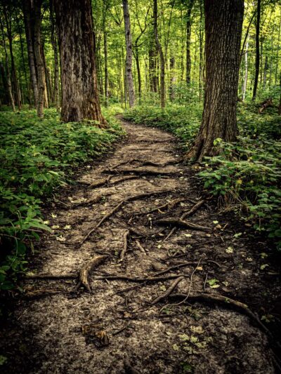Funks Grove Nature Preserve - McLean, IL