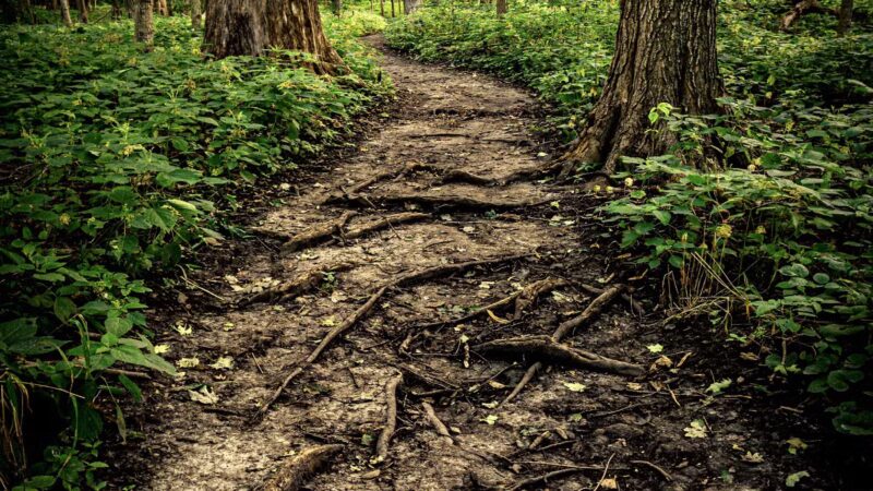 Funks Grove Nature Preserve - McLean, IL