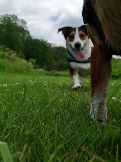 Funks Grove Nature Preserve - McLean, IL