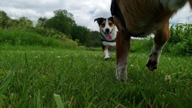 Funks Grove Nature Preserve - McLean, IL