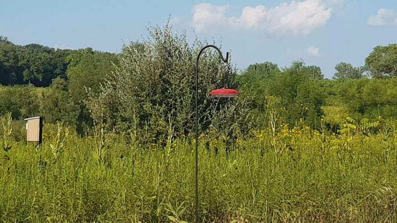 Funks Grove Nature Spaces - McLean, IL