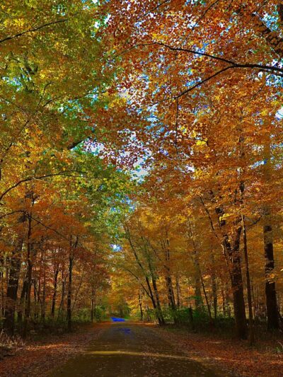 Funks Grove Nature Spaces - McLean, IL
